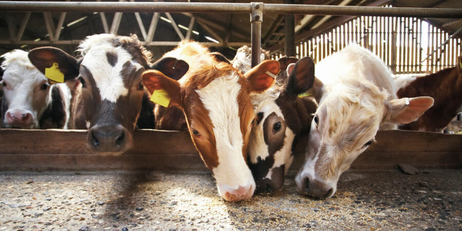Feeding livestock