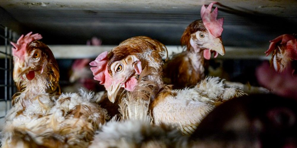 What is factory farming? | Animals Australia