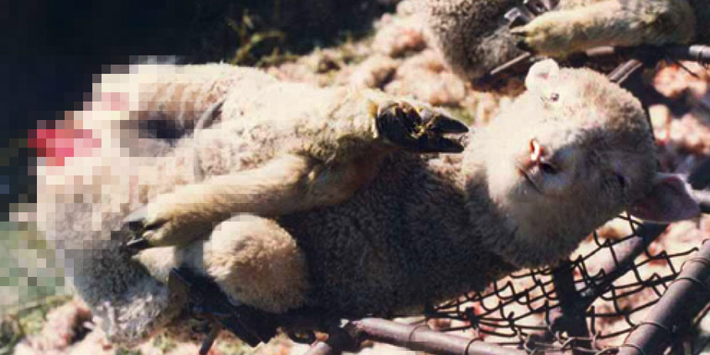 Lambs are routinely mulesed without anaesthetic or follow-up, ongoing treatment for pain relief.