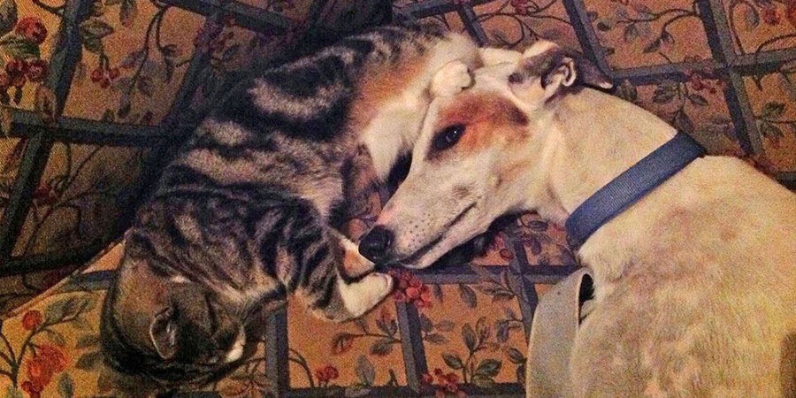 do greyhounds kill cats