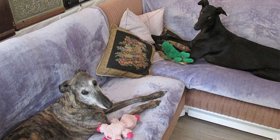 do greyhounds sleep a lot