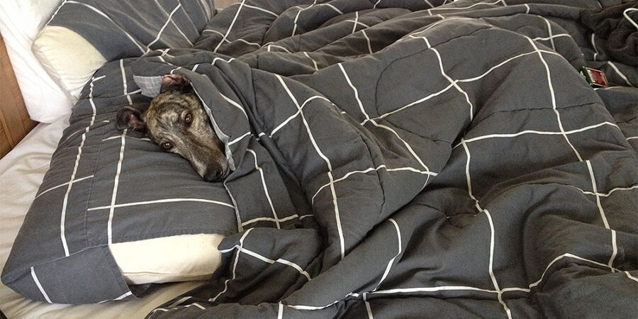 10 greyhound myths BUSTED by greyhounds (and the people who love them ...
