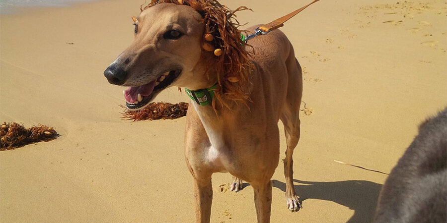 A greyhound dog on the leash standing on the beach