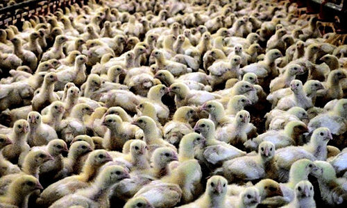 Broiler ('meat') chicks in a factory farm shed
