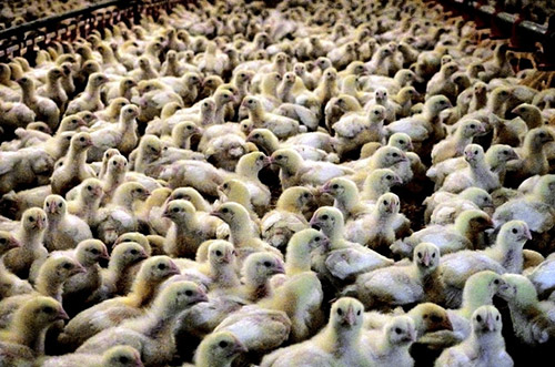 Broiler ('meat') chicks in a factory farm shed