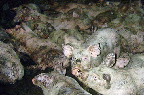 Pigs in an Australian factory farm