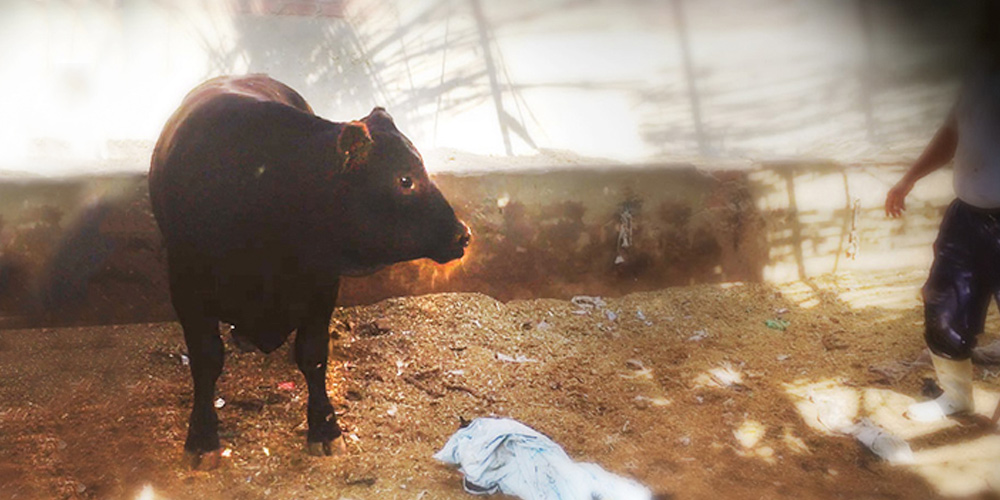 Photograph of Uruguayan Bull