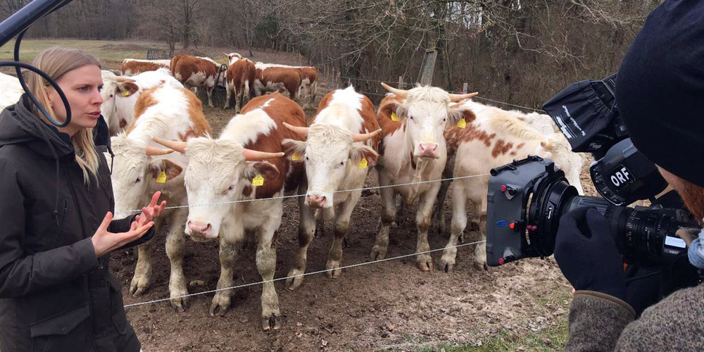 Camera man filming the interview of gerit in front of Romanian cow farm