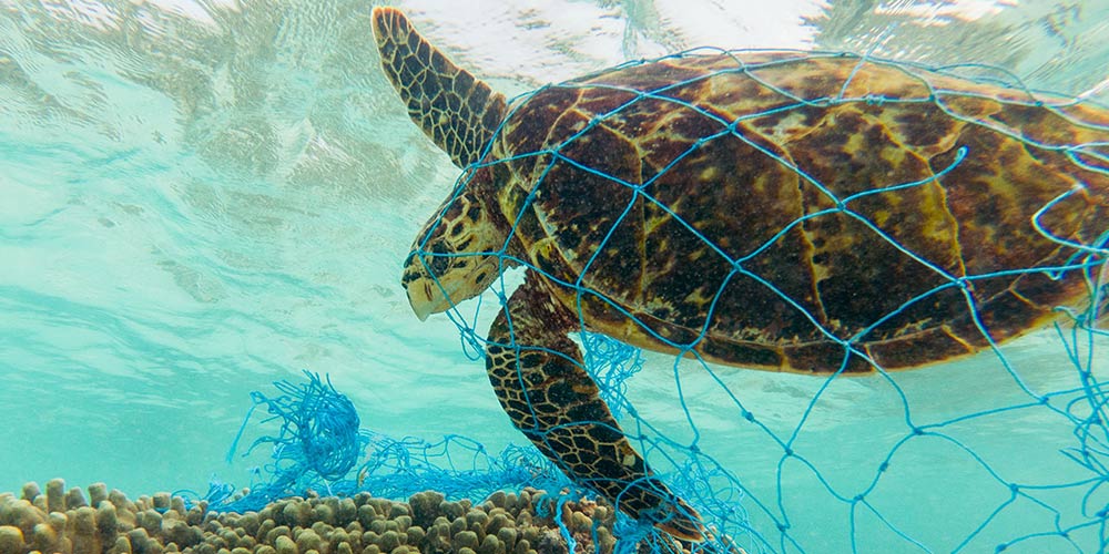 A turtle caught in a ghost net