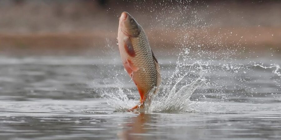 A fish jumping out of a river
