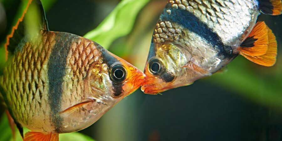Two beautiful fishes with different colors kissing each other