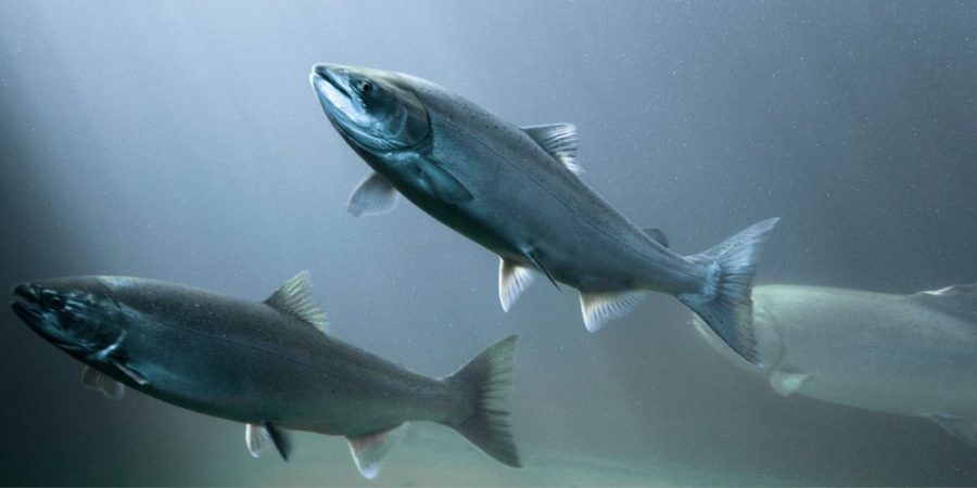 Two fishes swimming through water