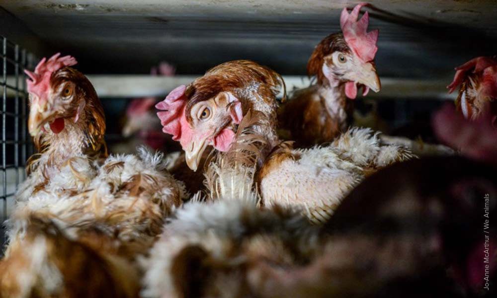 sad battery hen looking down in cage