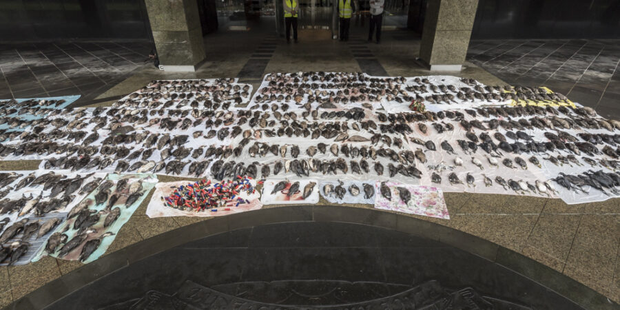 Image 810 native waterbirds found shot and abandoned in just the first two days of the 2017 duck shooting season.