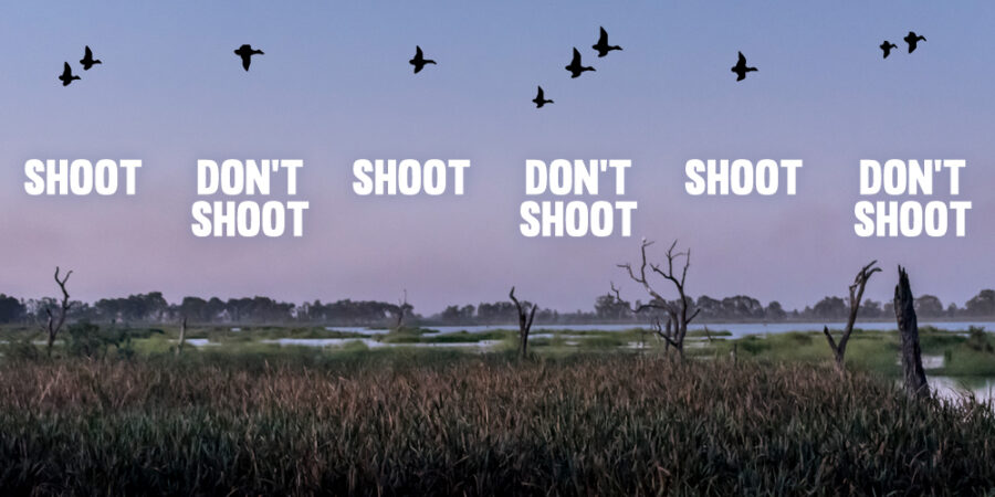 Image of different water birds flying above wetlands with captions of