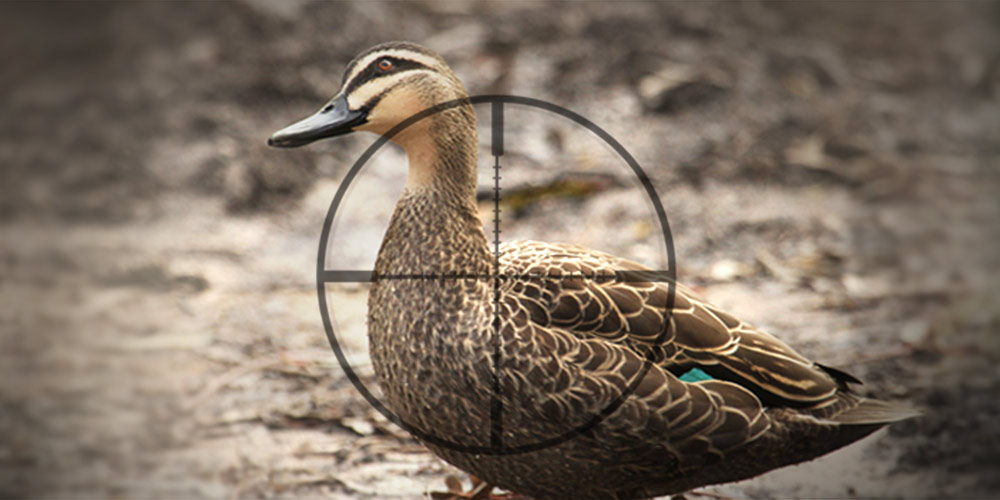 Untrained and untested shooters on the wetlands