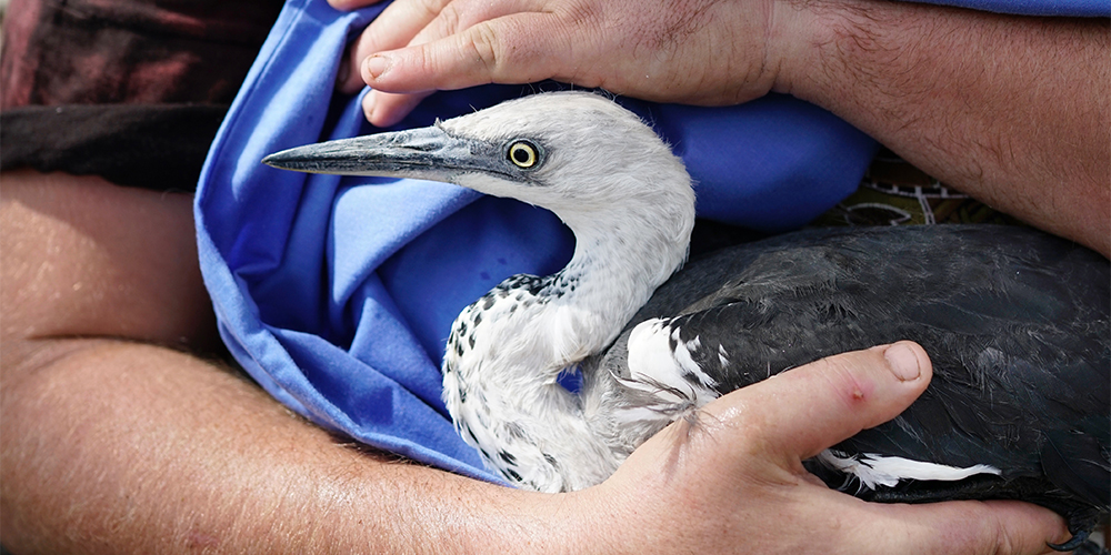 Native waterbirds are already struggling to survive