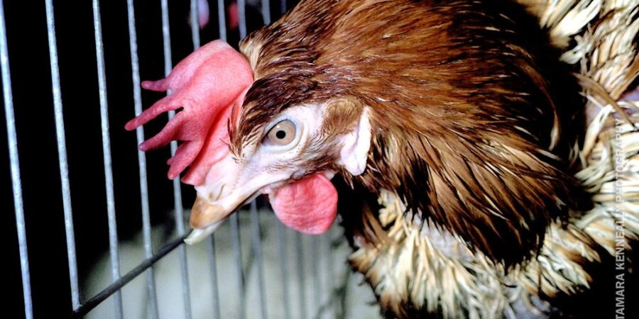 10 reasons cages suck for hens | Animals Australia