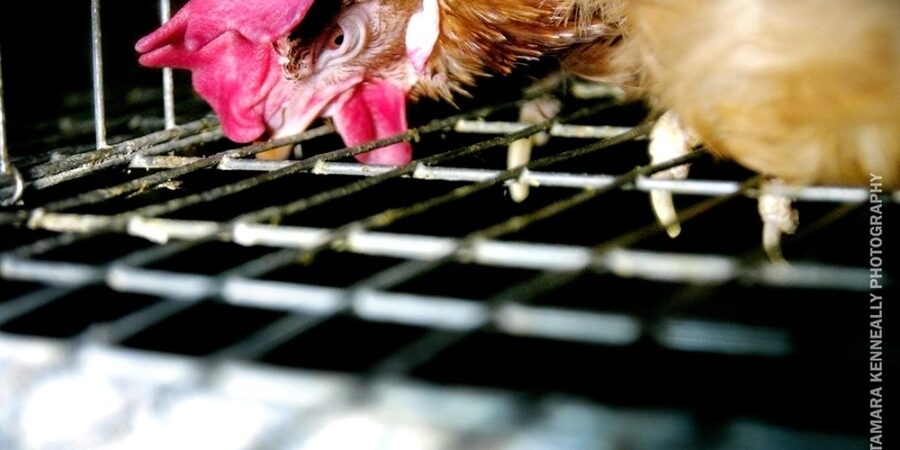 Tamara the hen