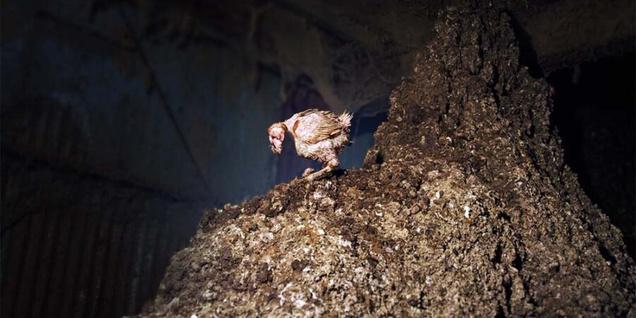 A hen standing on a manure pit