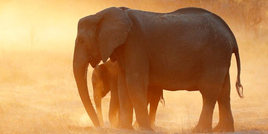 Elephant mother with her baby standing in sunset