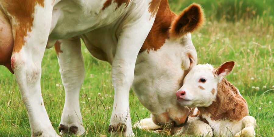 A mother cow is licking her new born calf
