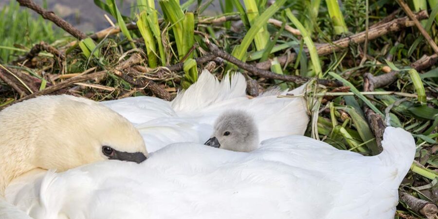A mother swan with her baby sitting