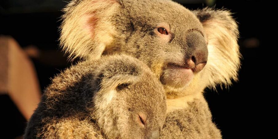 A beautiful portrait of a mother koala with her baby