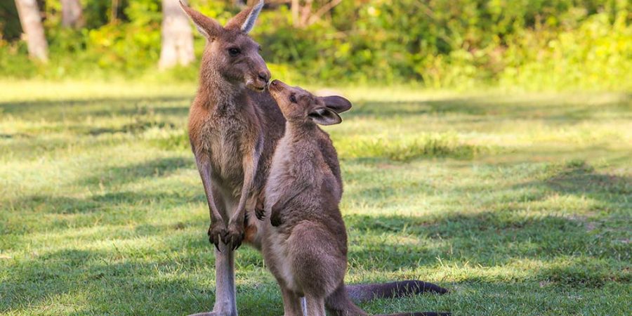 A kangaroo mother standing with her baby joey on grass