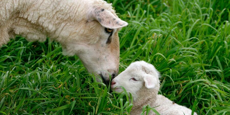 A mother sheep with her cute litte lamb