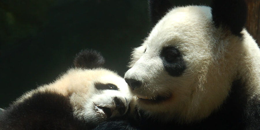 A panda mother with her adorable baby