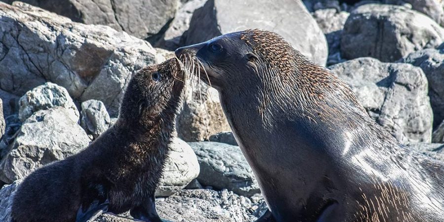 A mother seal with her baby standing on rocks