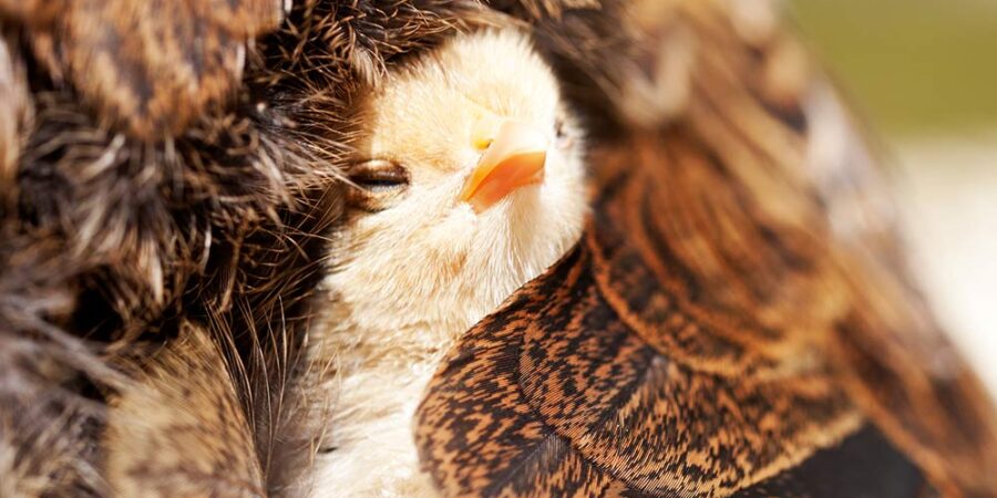 A cute chick relaxing and resting comfortably under the wings of her mother chicken