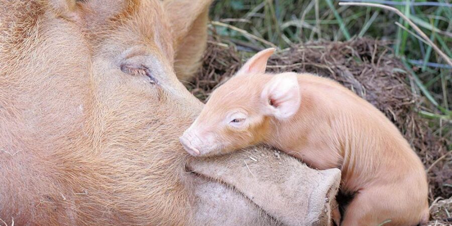 A piglet is resting comfortably on the nose of his mother pig