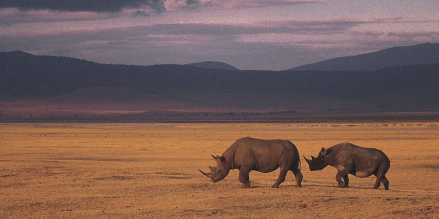 A mother rhino and her baby walking through wild