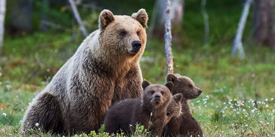 A mother bear with her cute little cubs sitting on the grass