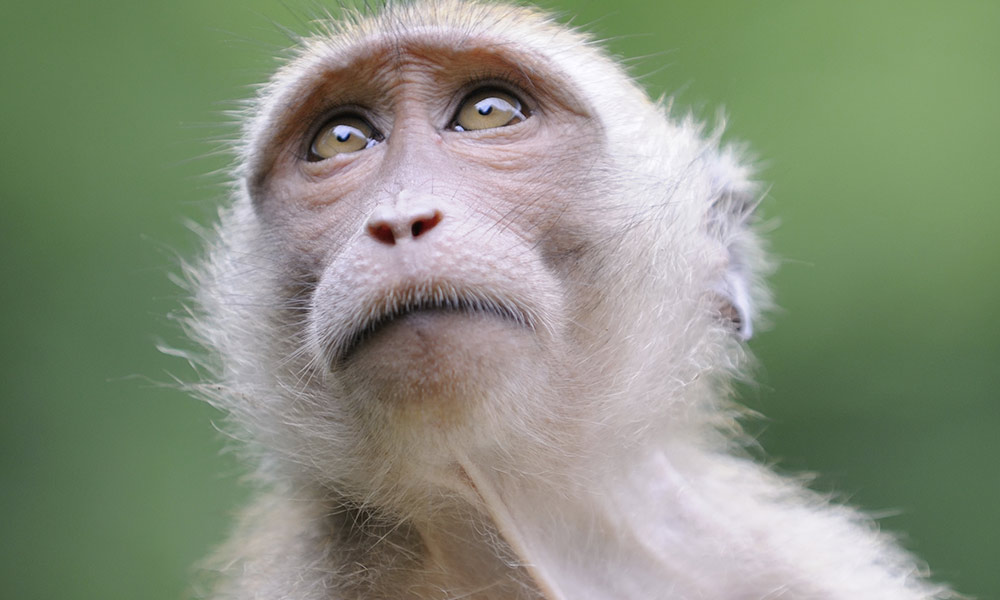 Portrait of a monkey looking upwards to the sky