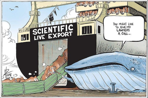 What do whaling and live export have in common? | Animals Australia