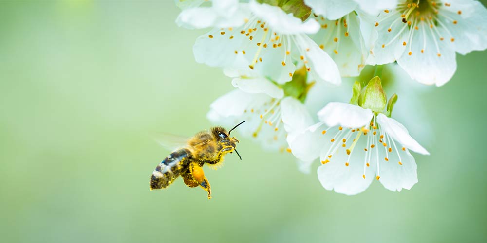 WWF estimates that more than 75% of the leading global food crops benefit from pollination. Some of these crops are key sources of human nutrition.