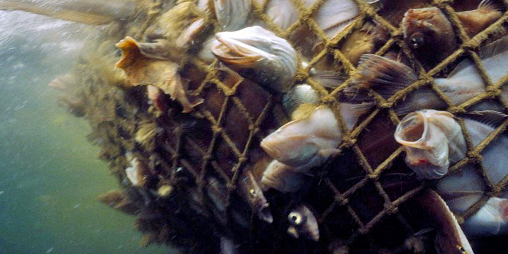 Fish suffering, crammed in a fishnet. Some of the fish have their heads poking through the net holes, with their mouths open.