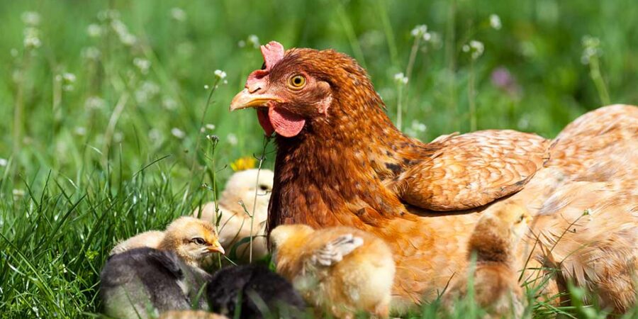 Mother hen and chicks sitting on green grass