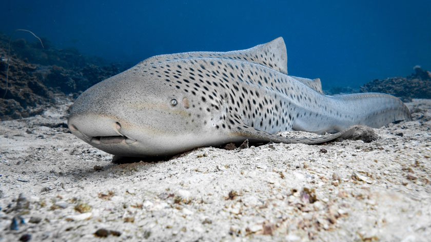 8 reasons everyone should care about sharks | Animals Australia