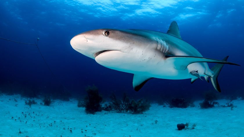 End the use of shark nets and drumlines in Australia