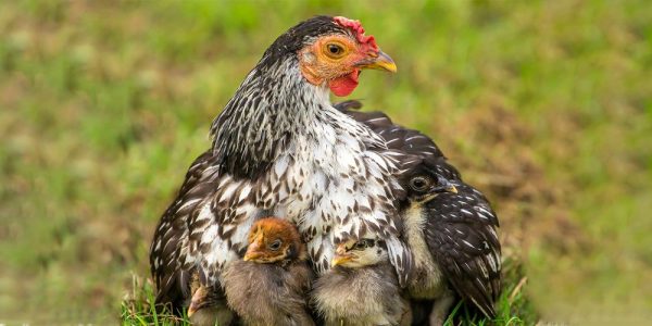 8 facts that will make you look at chickens like you never had before