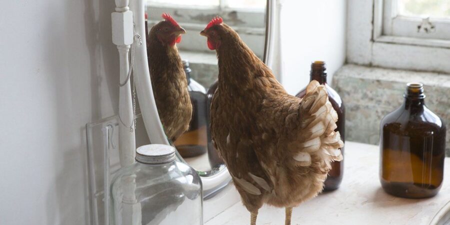 A chicken looking at herself in the mirror