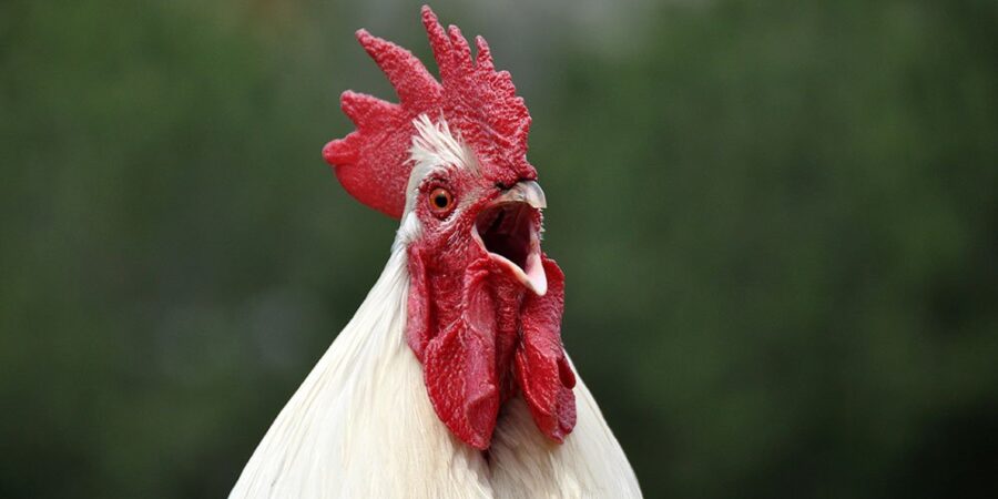 A chicken singing with his open mouth