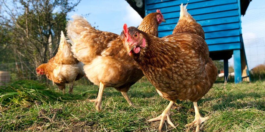 A chicken curiously looking towards camera