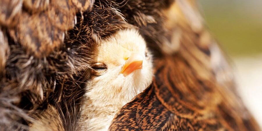 A chick sitting comfortably under the wings of his mother chicken