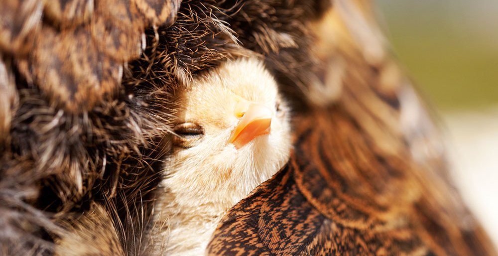 A chick sitting comfortably under the wings of his mother chicken