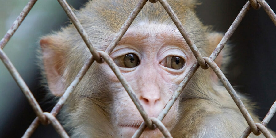 7 big secrets about primate experiments in Australia | Animals Australia